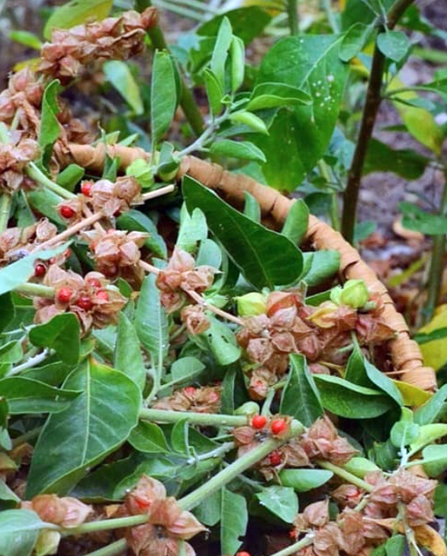 Ashwagandha