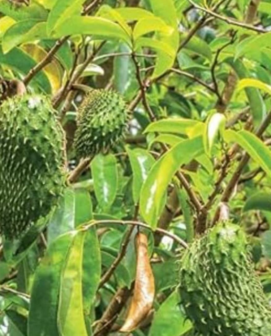 Soursop