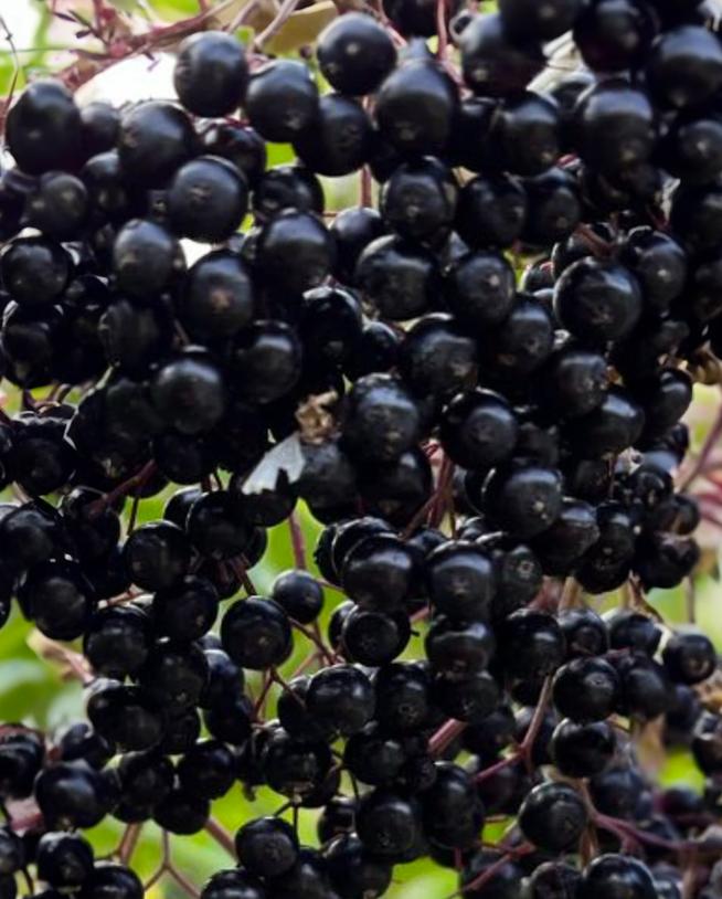 Elderberry